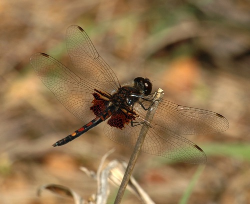 Male
2006_04_20_Treutlen